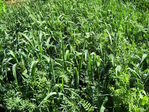 Сидераты для томатов в теплице. Лучшие сидераты для томатов осенью