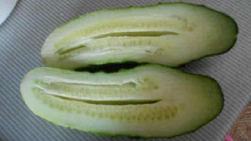 Почему огурцы пустые внутри и как избавиться от этого. Почему огурцы пустые внутри и как предотвратить эту проблему