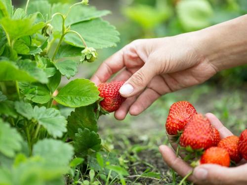 Как правильно пересаживать клубнику в августе. Пересадка клубники в августе
