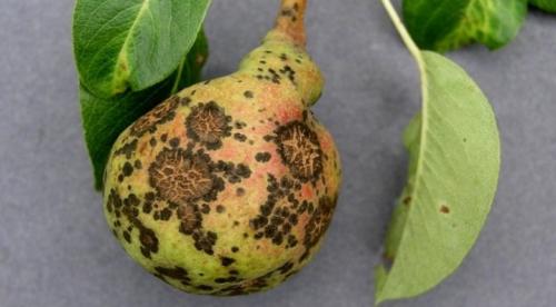Чем бороться с паршой на груше. Парша на груше: описание и способы лечения