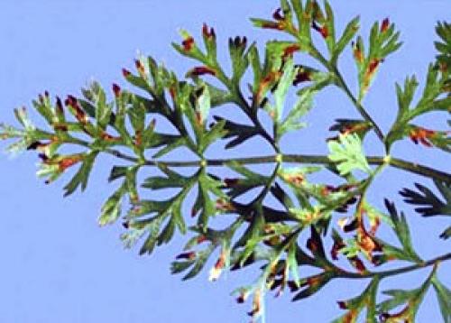 Кто ест морковь в земле и как с ними бороться. Морковь и ее болезни и борьба с ними