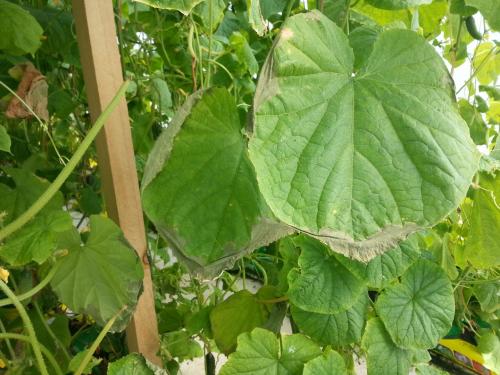 Листья огурцов бледно зеленые причина. Предположительные причины утраты зеленой окраски у огурцов