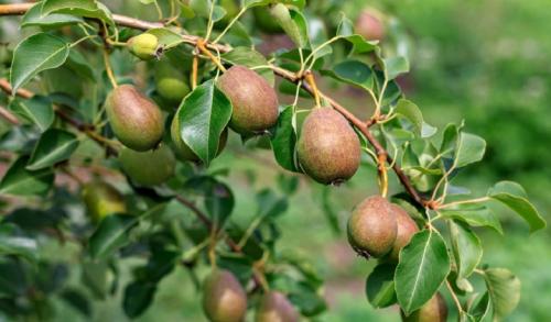 Чем бороться с паршой на яблонях. Чем лечить яблони от парши летом 02