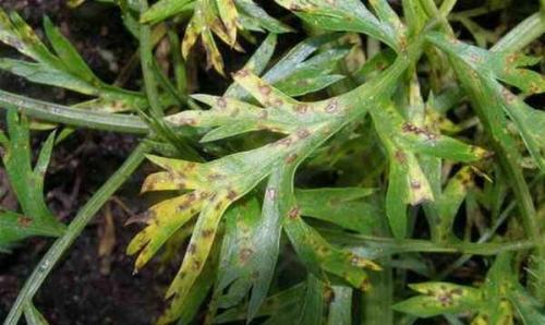 Кто ест морковь в земле и как с ними бороться. Морковь и ее болезни и борьба с ними