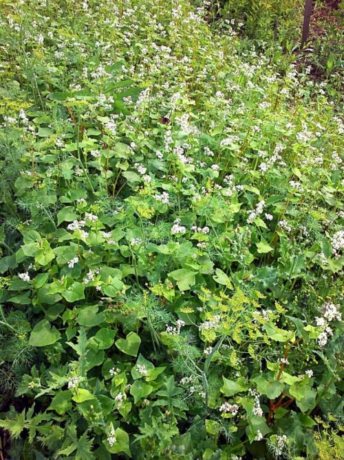 Какие сидераты лучше сеять осенью