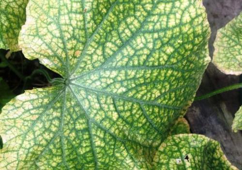 Пустоцвет на огурцах в теплице, что делать. От посева семян и на ранней стадии развития