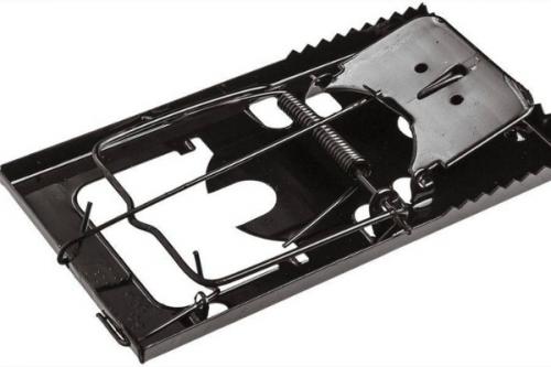 Как избавиться от мышей в погребе с картошкой. Пошаговая инструкция, как избавиться от мышей и крыс в погребе, что грызут картошку