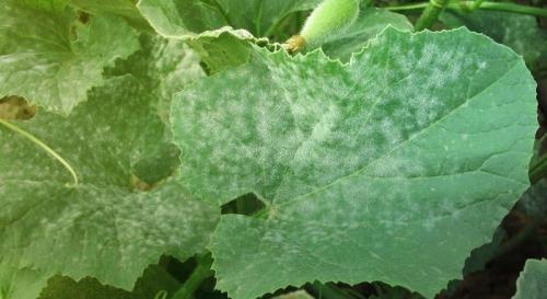 Почему бледные листья у огурцов в теплице и как с этим бороться. Чем подкормить огурцы, если у них побледнели листья