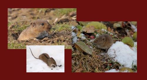 Грызуны масса.  Полевка обыкновенная