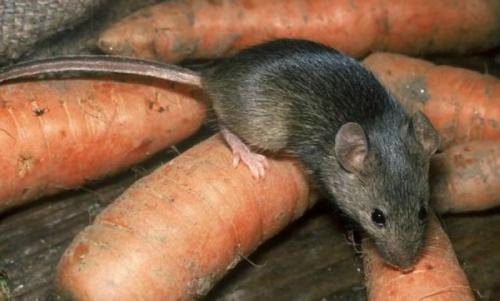 Грызуны садовые вредители. Виды крупных грызунов-вредителей