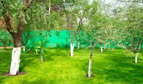 Какие сидераты лучше сажать осенью в теплице. Какие сидераты сажать осенью в теплице 01