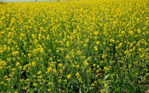 Какие сидераты лучше сеять осенью