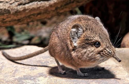 Мыши на грядках, как избавиться. Разновидности огородно-дачных вредителей