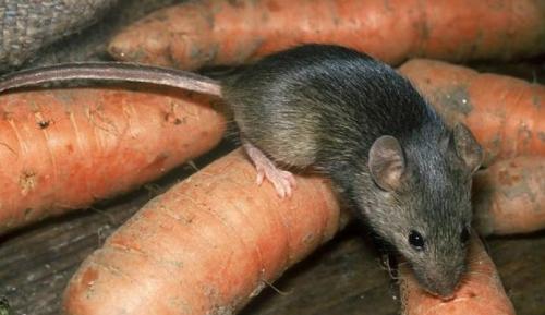 Мыши на грядках, как избавиться. Разновидности огородно-дачных вредителей