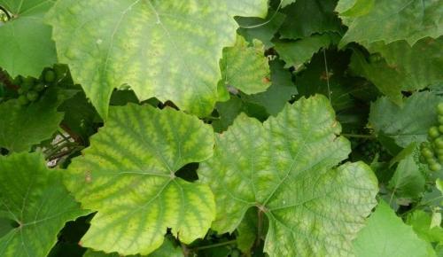 Почему бледные листья у огурцов в теплице и как с этим бороться. Чем подкормить огурцы, если у них побледнели листья