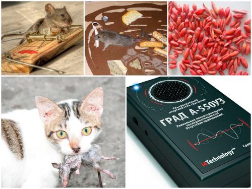 Как избавиться от мышей в квартире самый эффективный способ. Как избавиться от грызунов в квартире?