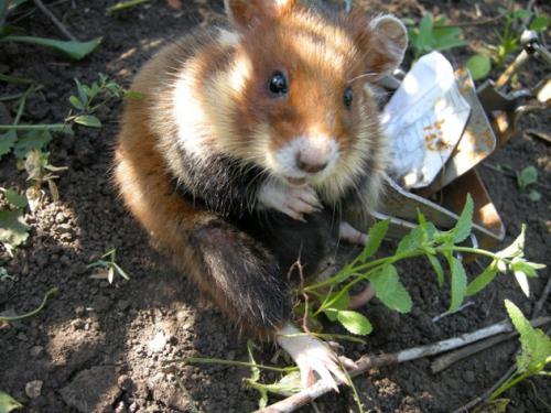 Как избавиться от садовых собачек. Опасная компания