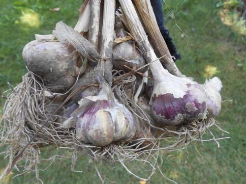 Как хранить чеснок в банке, подготовка и выбор места