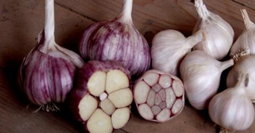 Как хранить чеснок в городской квартире. Как хранить чеснок в домашних условиях — самые простые способы хранения