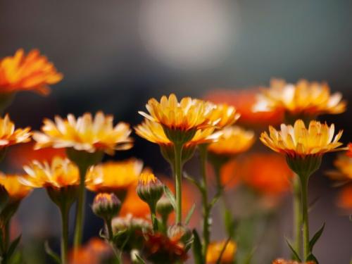 Календула, как сидерат. Календула в огороде от вредителей и болезней (личный опыт) 04