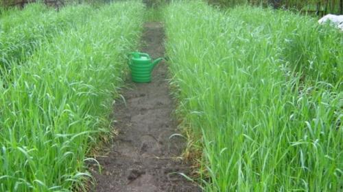 Овес, как сидерат. Как и когда косить овес, как сидерат