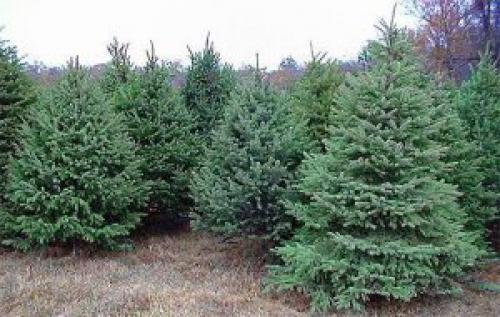 Какие деревья можно сажать возле дома а какие нельзя. Какие деревья можно сажать возле дома