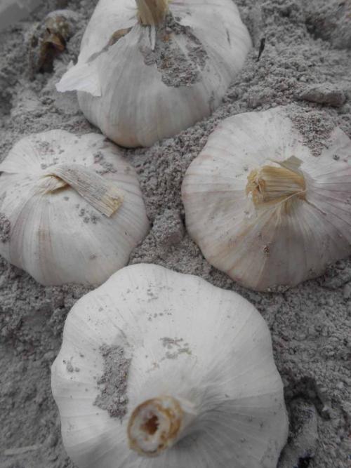 Как хранить чеснок в банке, подготовка и выбор места