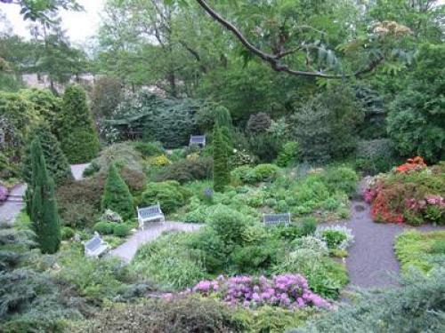 Какие деревья можно сажать возле дома а какие нельзя. Какие деревья можно сажать возле дома