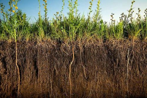 Что лучше для земли рожь или овес. Овес, как зеленое удобрение 05