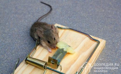 Как избавиться от мышей в квартире самый эффективный способ. Способы выведения грызунов