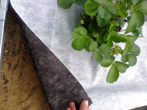 Чем укрыть растения от заморозков. Немного теории 04