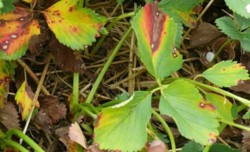 Клубника соседи и предшественники. Овощные культуры