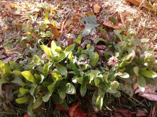 Календула, как сидерат. Календула в огороде от вредителей и болезней (личный опыт) 03