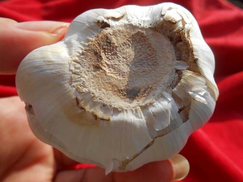 Как хранить чеснок в банке, подготовка и выбор места