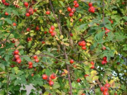 Какие деревья можно сажать возле дома а какие нельзя. Какие деревья можно сажать возле дома