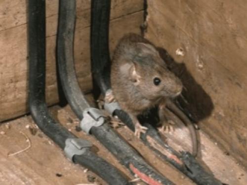 Как избавиться от крыс на участке самый эффективный способ. Как избавиться от мышей и крыс на даче? 03