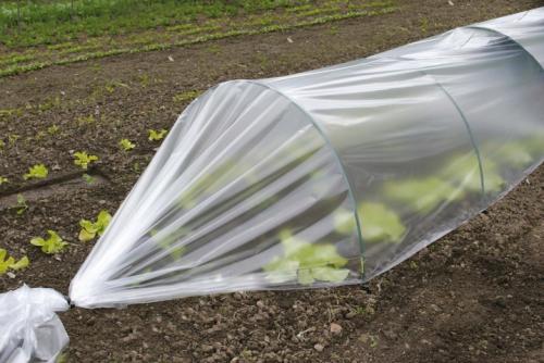 Чем укрыть растения от заморозков. Немного теории 05
