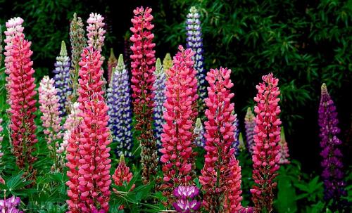 Что лучше для земли рожь или овес. Овес, как зеленое удобрение 04