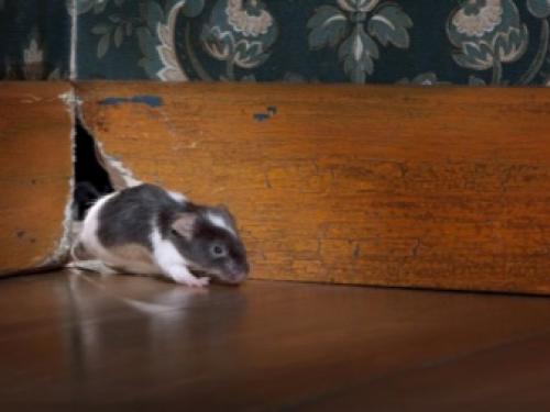 Как избавиться от крыс на участке самый эффективный способ. Как избавиться от мышей и крыс на даче? 02