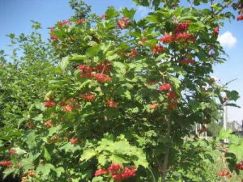 Какие деревья можно сажать возле дома а какие нельзя. Какие деревья можно сажать возле дома