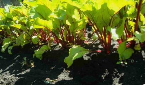 Соседи свеклы. Что можно сажать рядом со свеклой: соблюдение севооборота