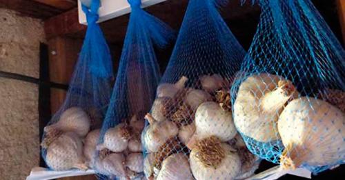 Как хранить чеснок в городской квартире. Как хранить чеснок в домашних условиях — самые простые способы хранения