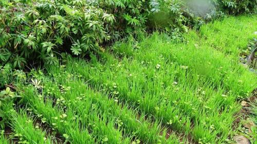 Овес, как сидерат. Как и когда косить овес, как сидерат