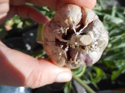 Как хранить чеснок в банке, подготовка и выбор места