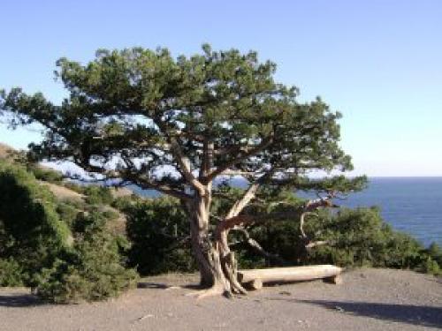 Какие деревья можно сажать возле дома а какие нельзя. Какие деревья можно сажать возле дома