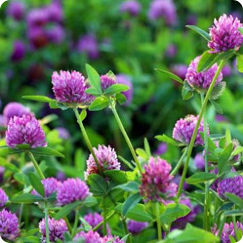 Какие сидераты можно сеять вместе. КОГДА СЕЯТЬ СИДЕРАТЫ?