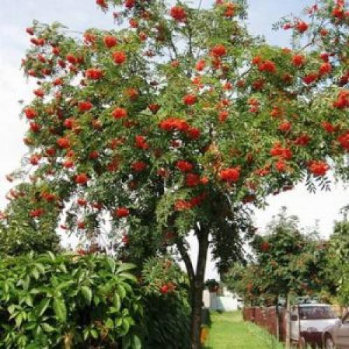 Какие деревья можно сажать возле дома а какие нельзя. Какие деревья можно сажать возле дома