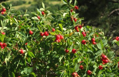 Когда обрезать шиповник осенью или весной. Когда обрезать шиповник