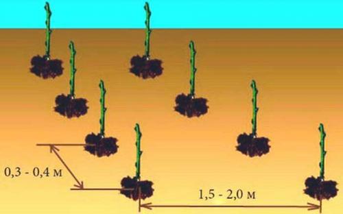 Как огородить малину красиво. Выращивание малины на шпалере