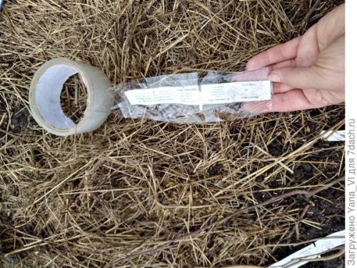 Как прикопать саженцы на зиму. Прикопка саженцев на зиму. Поэтапно, с фотографиями